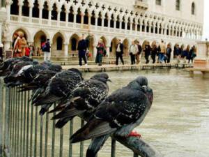 Венеция страдает от голубей