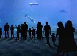 Аквариум в Генуе: новый павильон китообразных