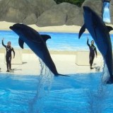 Гардаленд прощается с выступлениями дельфинов