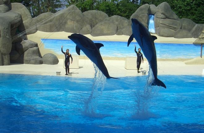Гардаленд прощается с выступлениями дельфинов
