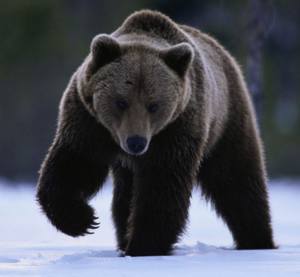 Медведи в Альпах пробуждаются от зимней спячки