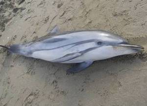 В Италии умирают дельфины