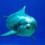 В Генуе появился новый стеклянный дом для дельфинов - дельфин Нау