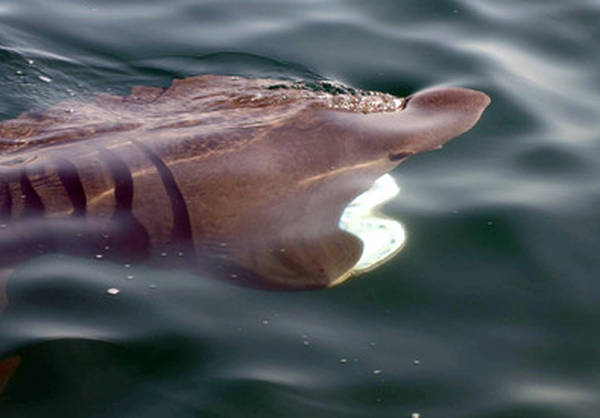 Гигантская акула-слон у Итальянской Ривьеры