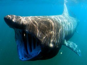 Гигантская акула-слон у Итальянской Ривьеры