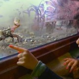 Гигантский японский краб и краб-скрипач в аквариуме Гардаленда